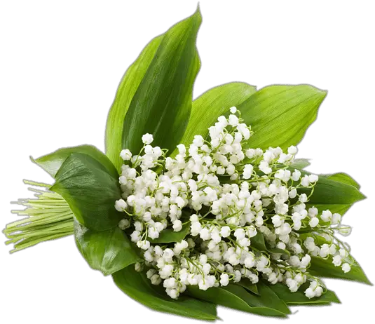  Lily Of The Valley Transparent Png Lily Of The Valley Bouque Transparent Valley Png