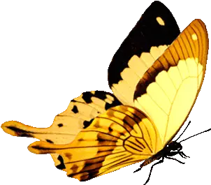  180 Ideas In 2021 Yellow Butterfly Gif Png Life Is Strange Butterfly Icon