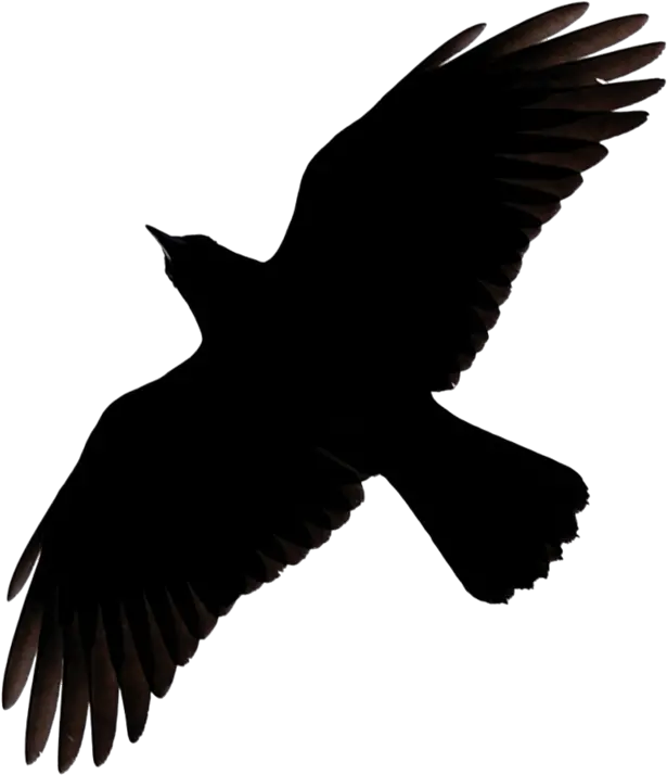  Raven Flying Png Image Flying Raven Clipart Raven Transparent Background