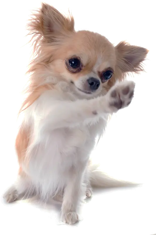  Download Chihuahua Russell Chinese Breed Dog Imperial Jack Chihuahua Png Chihuahua Png