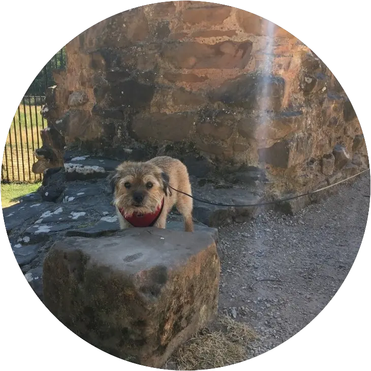  Indy Admiring The Ruins Of Kenilworth Dog Catches Something Png Ruins Png