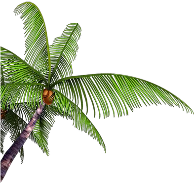  Palm Tree Branch Paume Arbre Branche Coconut Png Palm Branch Png