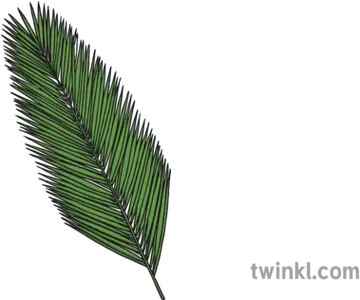  Palm Leaf Illustration Cycad Png Palm Branch Png