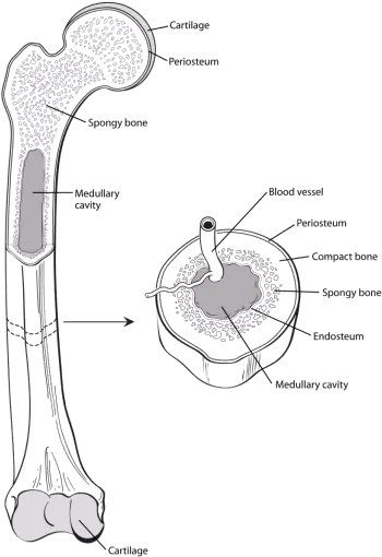  What Is Bone Cancer Bone Tissue In Femur Png Bone Transparent