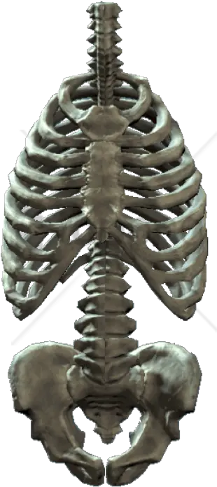  Skeleton Png Images Rib Cage Png Rib Cage Png