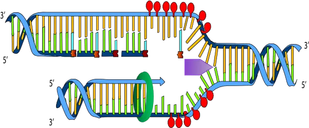  Ligase In Dna Replication Transparent Horizontal Png Dna Transparent