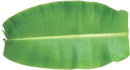  Banana Leaves Solid Png Banana Leaves Png