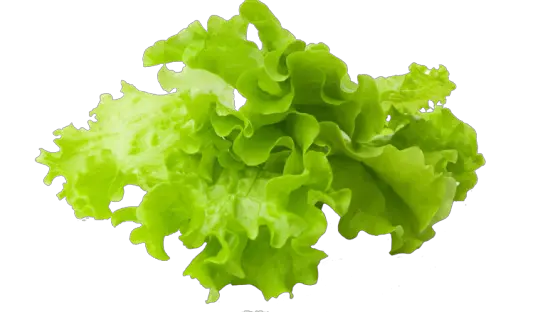  Lettuce Slice Png Clipart Free Stock Lettuce Png Lettuce Png