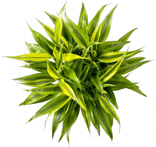  Home Duynplant Grass Png Plant Top View Png