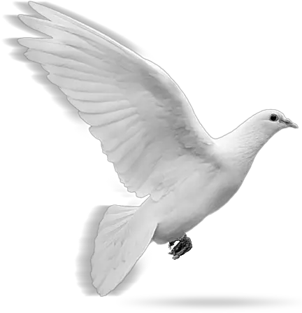  Flying Doves Png Picture Png Format White Dove Png Dove Transparent