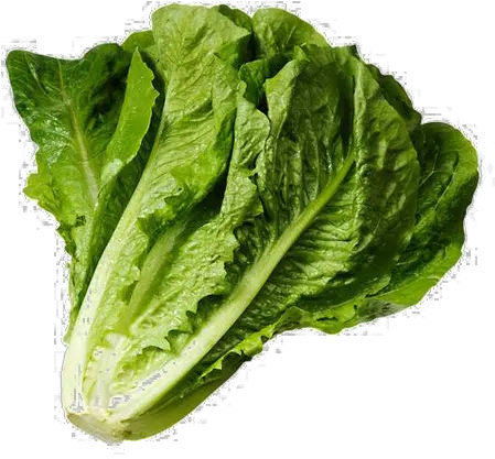  Clipart Spinach Lettuce Png Spinach Png