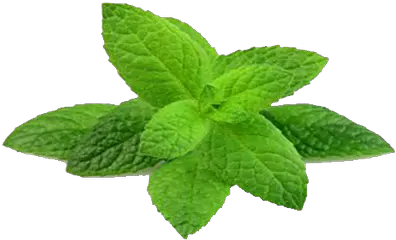  Mint Paste Houseplant Png Mint Png