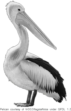  Fantastic Birds Pelicans Picture 2574 Transparentpng White Pelican Pelicans Logo Png