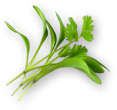  Micro Cilantro Arugula Png Cilantro Png