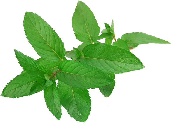  39 Mint Png Images Are Free To Download Mint Leaves Mint Png