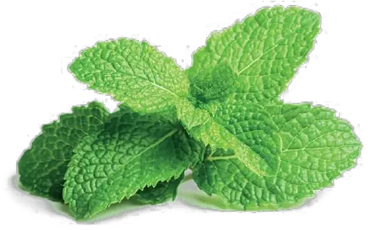  Download Free Png Mint File Peppermint Plant Mint Png