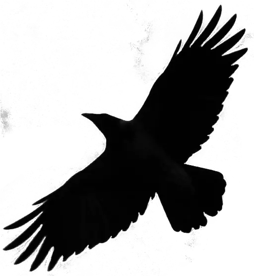  Png Flying Crow Silhouette Png Crow Transparent