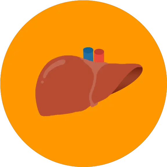  Potential Donor Evaluation Damage Liver Png Icon Liver Png