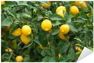  Pix Png Lemon Tree