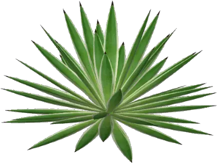  Agave Png 3 Image Herbaceous Plant Agave Png