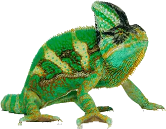  Png Transparent Picture 126 Chameleon Png Chameleon Png