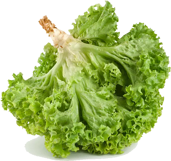  Romaine Lettuce Transparent Png Image Iceburg Lettuce Lettuce Png