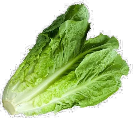  Download Romaine Lettuce Png Image With Cos Lettuce Lettuce Png