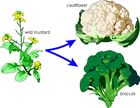  Homology A Bouquet Of Broccoli Wild Mustard Png Broccoli Transparent