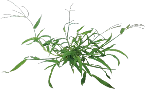  Garden Weed Transparent Png Clipart Crabgrass Png Weeds Png