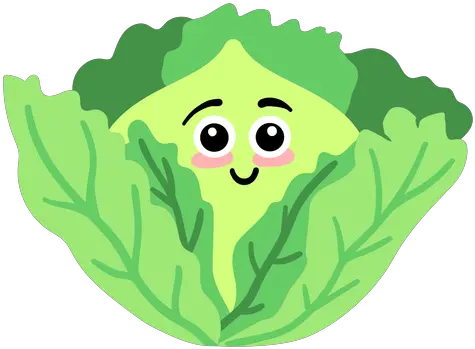  Leaf Cabbage Flat Illustration Png Cabbage Png