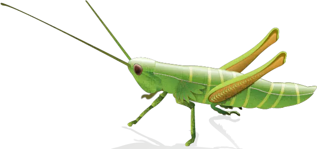  Download Grasshopper Png Image With Grasshopper Illustration Grasshopper Png