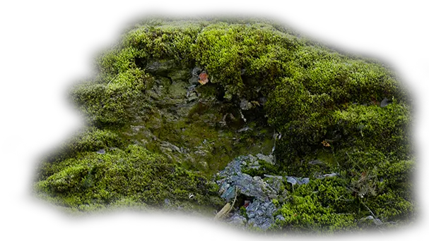  Index Of Moss Png Moss Png