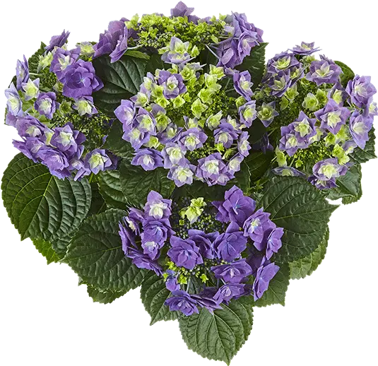  Feather Blue Kötterheinrich Bouquet Png Hydrangea Png