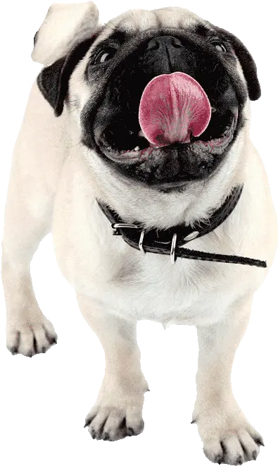  Pug Happy500png Baldivis Vet Hospital Happy Pug Png Pug Png