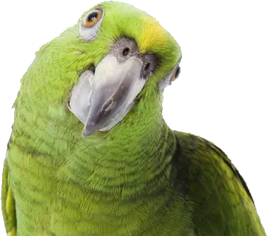  Transparent Png Background Parrot Parrot Png Parrot Transparent