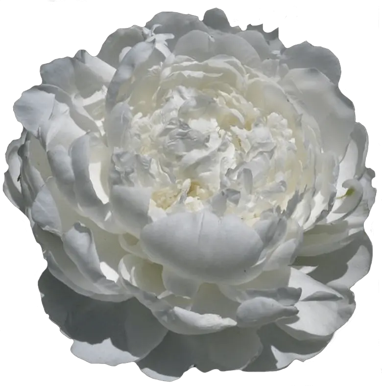  Paeonia White Ivory Peonies My Peony Society Artificial Flower Png Mexican Flowers Png