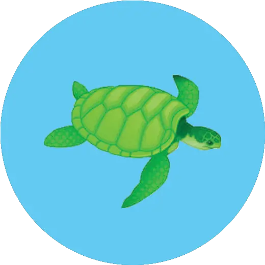  Stats Free The Ocean Png Turtle Icon Png