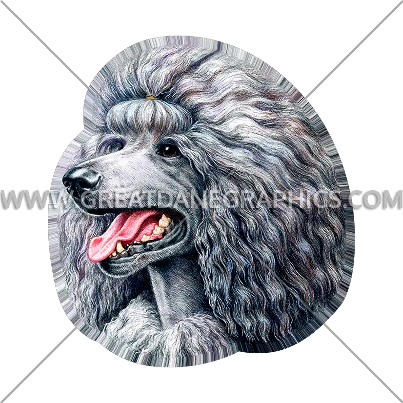  Gray Poodle Production Ready Artwork For T Shirt Printing Standard Poodle Png Poodle Png