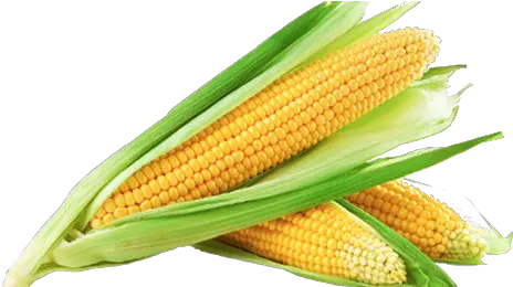  Sweet Corn Png Image Transparent Background Corn Png Corn Cob Png