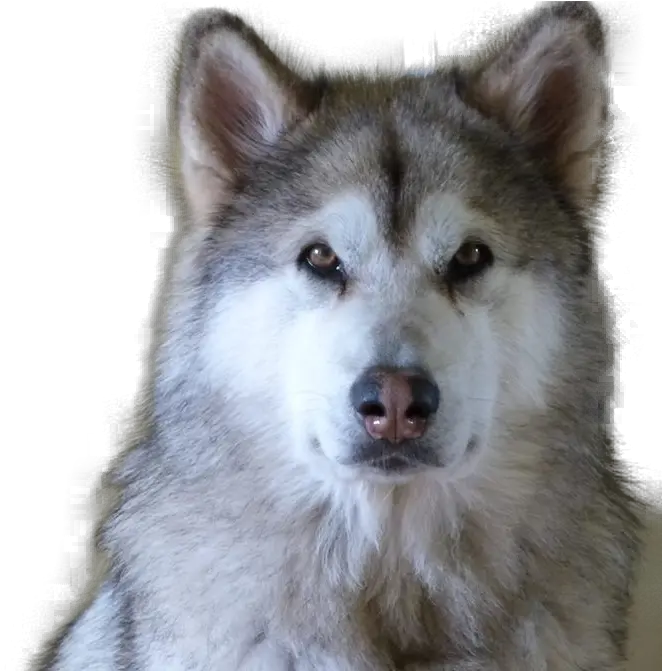  Gabriel Dog Psychology Sakhalin Husky Png Gabe The Dog Png