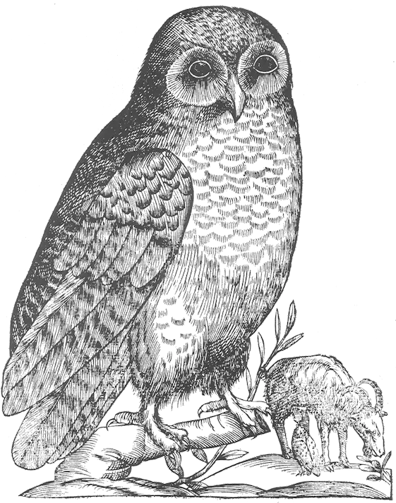  Filealdrovandi Owlpng Wikimedia Commons Owl Drawings Owl Transparent Background