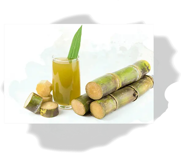  What Is Sugarcane Geevani Png Sugar Cane Png