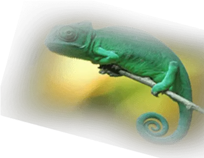  Animal Planet Common Chameleon Png Animal Planet Logo Png