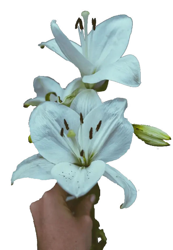  Download Lilies Sympathy Flowers Stargazer Lily Png Image Tiger Lily Lilies Png