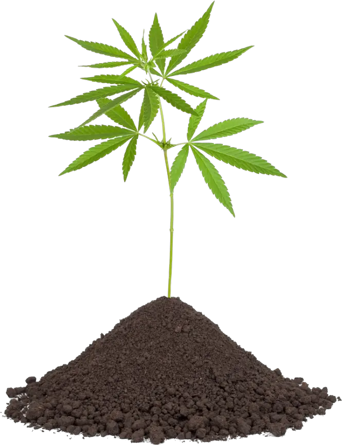  Cannabis Png Image Without Background Web Icons Transparent Weed Pot Png Weed Transparent Background