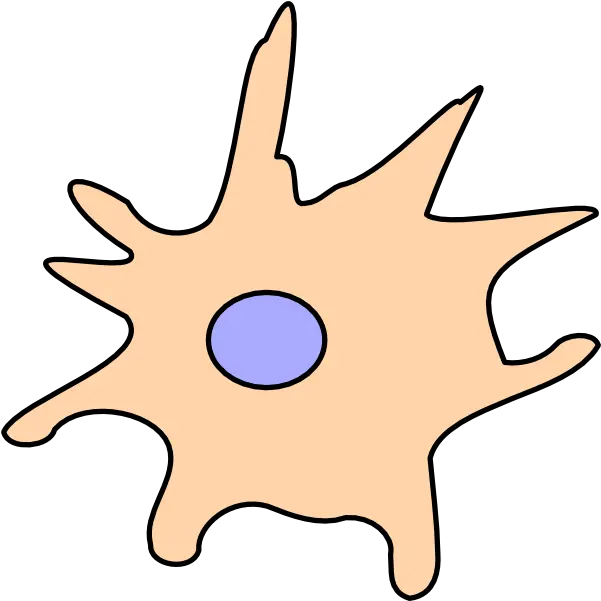  Dendritic Cell Png Clipart Full Size Clipart 47423 Dendritic Cell Clipart Cell Png