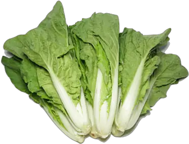  Hong Kong Organic Chinese Cabbage Romaine Lettuce Png Cabbage Transparent