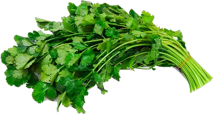  Cilantro Png 4 Image Cilantro Cilantro Png