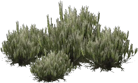  Download Desert Shrub Png Grass Shrub Png