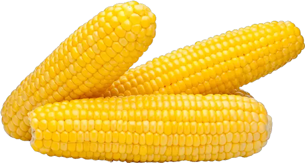  Corn Yellow Png Clipart Images Free Download Free Corn On The Cob Png Corn Cob Png